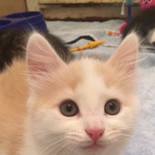 Crazy Butters