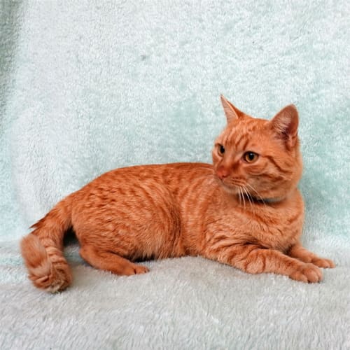 Fergus