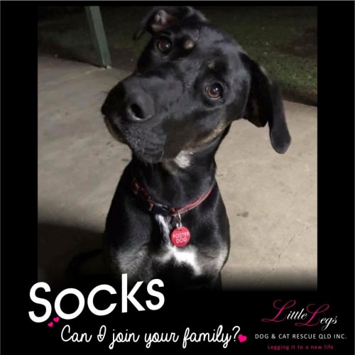 Socks