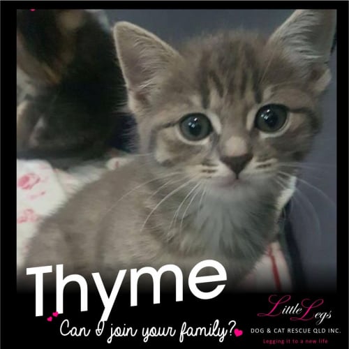 Thyme
