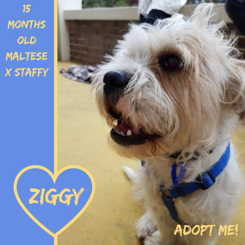Ziggy ~ Maltese x Staffy (on trial 2/11/2017)