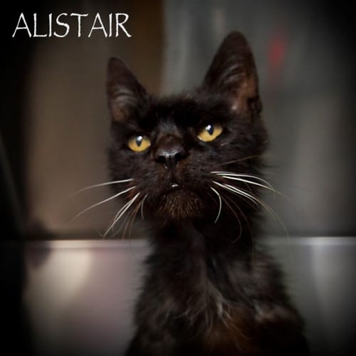 Alistair