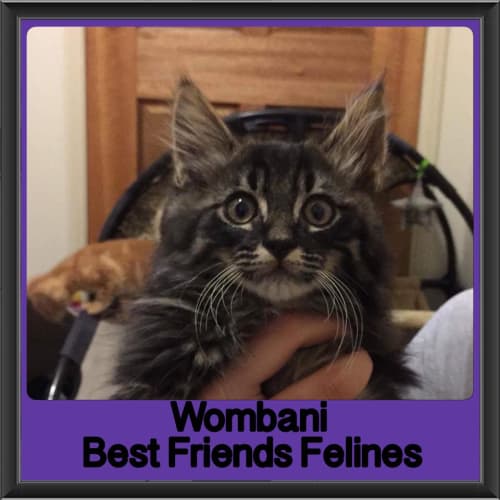Wombani 