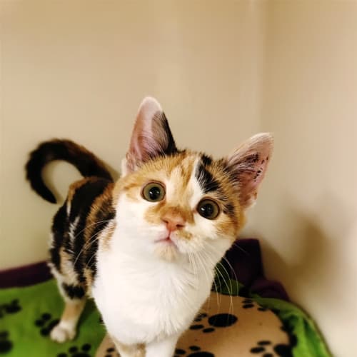 Kimi