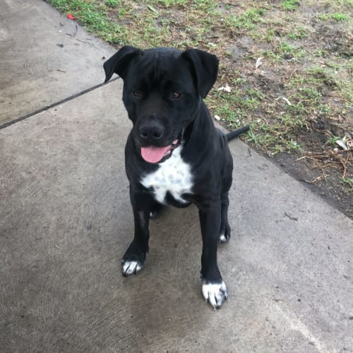 Blanket ~ Mastiff X (on trial 22/2/2018)