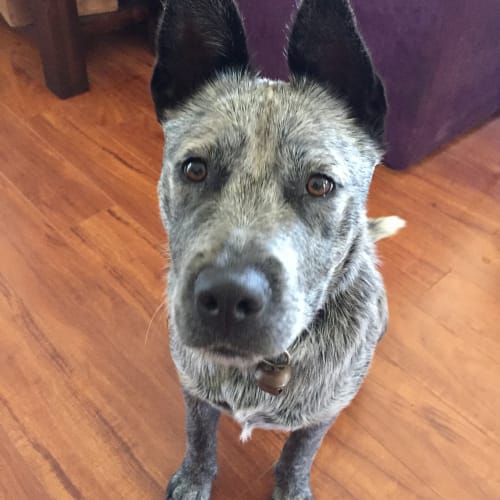 Roxy ~ Adopted 3/1/18