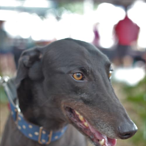 “Brother”, One of the Family. Brisbane