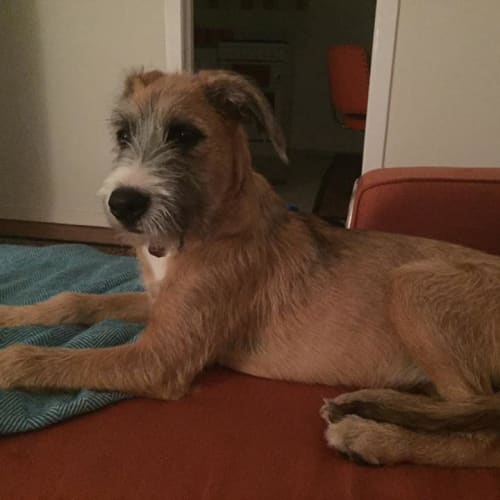 Annie Jones our sweet bearded lady