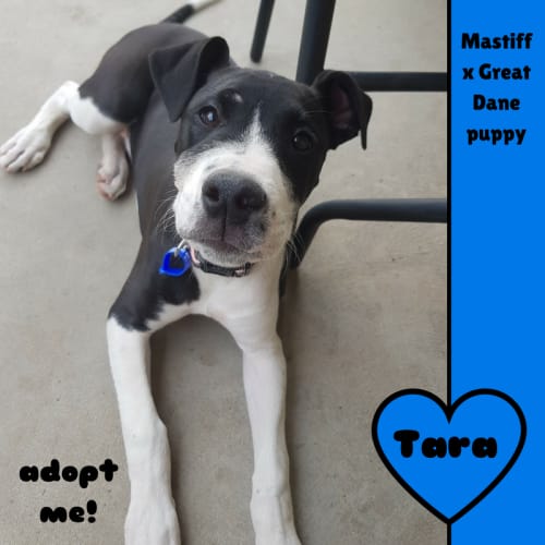 Tara ~ Mastiff x Great Dane pup (On Trial 28/10/17