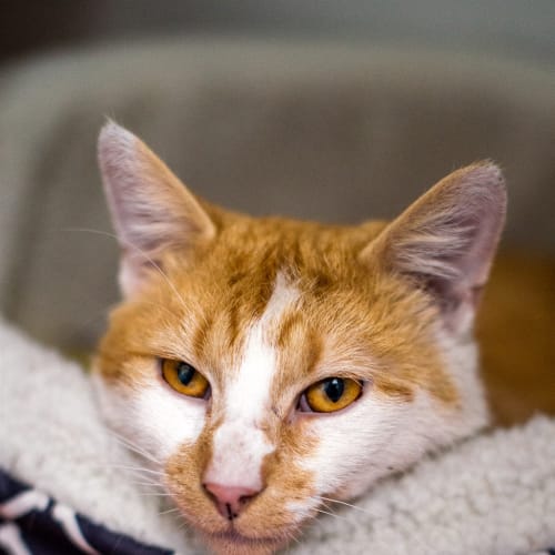 Garfield