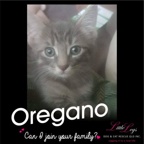 Oregano