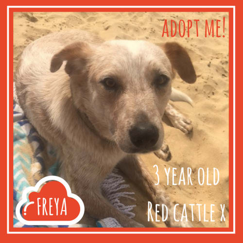 Freya ~ Red Cattle X (on trial 22/2/2018)
