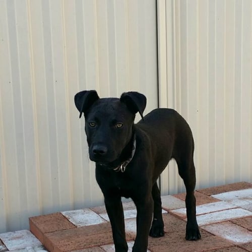 Milly 