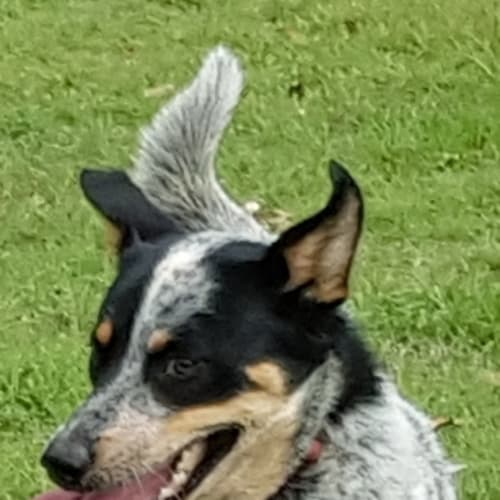 Buddy9