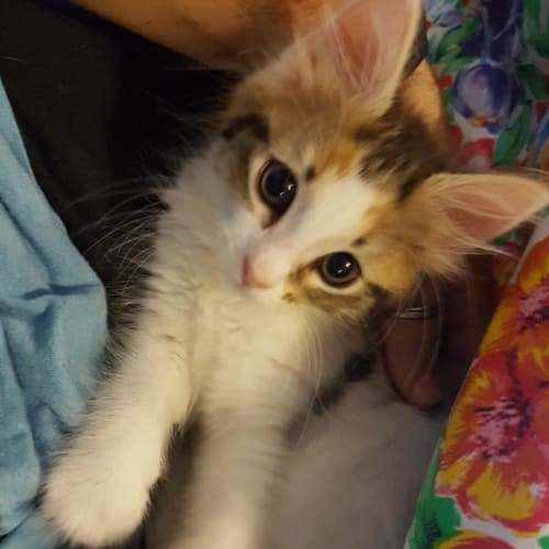 Taylor **2nd Chance Cat Rescue**