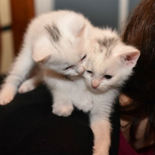 Tam **2nd Chance Cat Rescue**