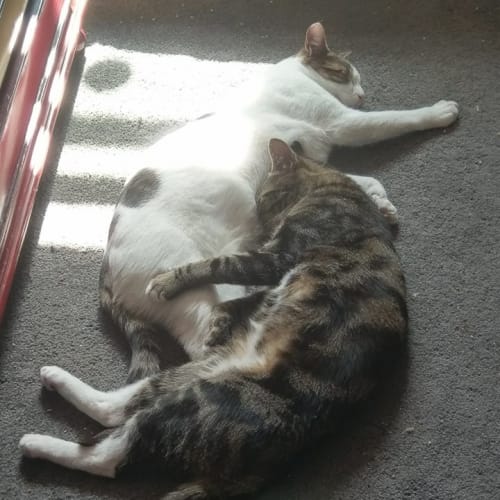 Mr Parker and Prince Meow