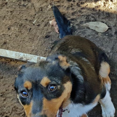 Heidi