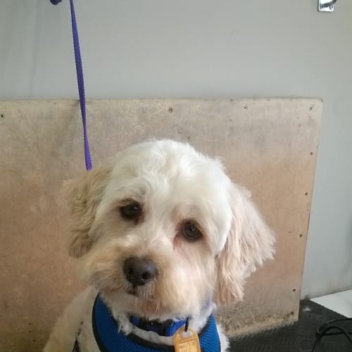 Poodle Cross Rescue Petrescue