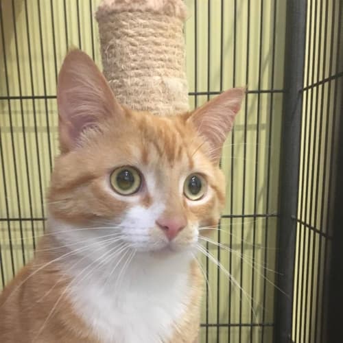 Obie(now Darling)