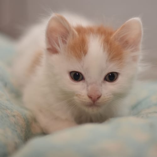Warchild   ***2nd Chance Cat Rescue***