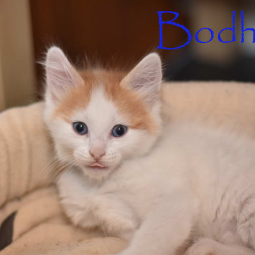 Bodhi ***2nd Chance Cat Rescue***