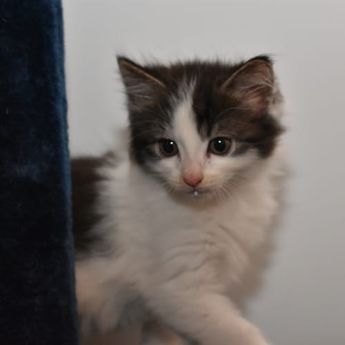 Mist ***2nd Chance Cat Rescue***