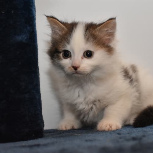Star ***2nd Chance Cat Rescue***