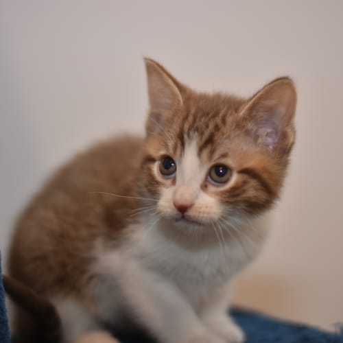 Shimmer ***2nd Chance Cat Rescue***