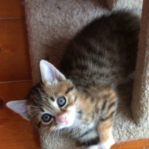 Agneatha **2nd Chance Cat Rescue**