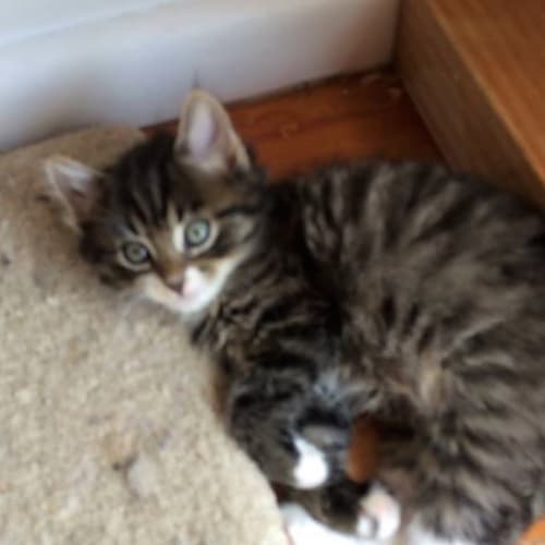 McTavish **2nd Chance Cat Rescue**