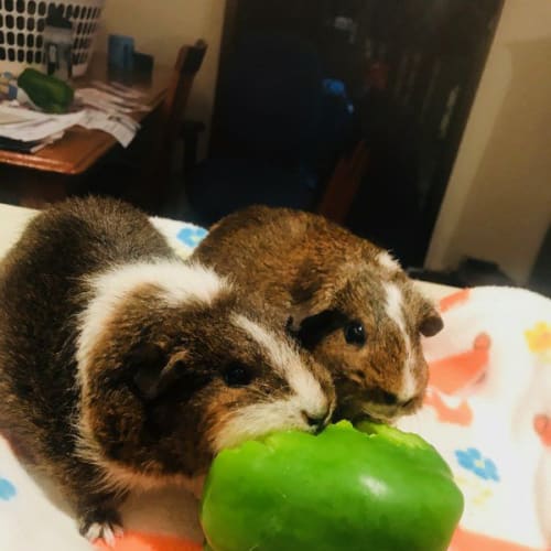 Riley and Daisy (Mother and daughter)