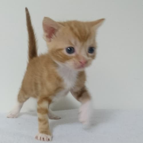 Chester 
