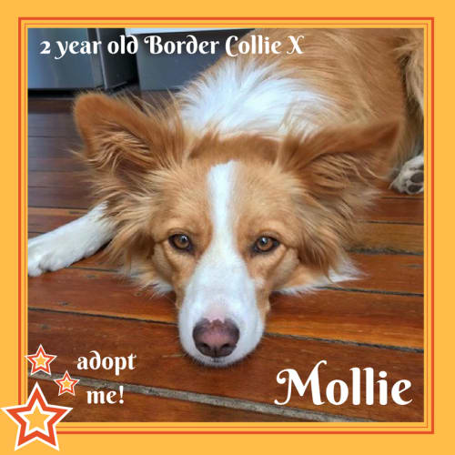 Mollie ~ Border Collie X (on trial 2/11/2017)