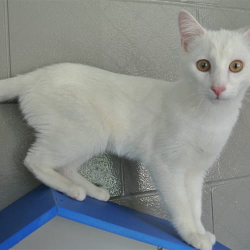 Whitey