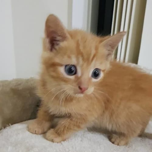 Jax 
