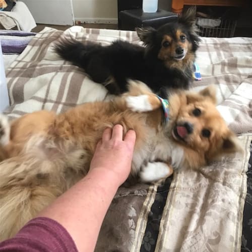 June (now Lola)  Bonded With Jerry