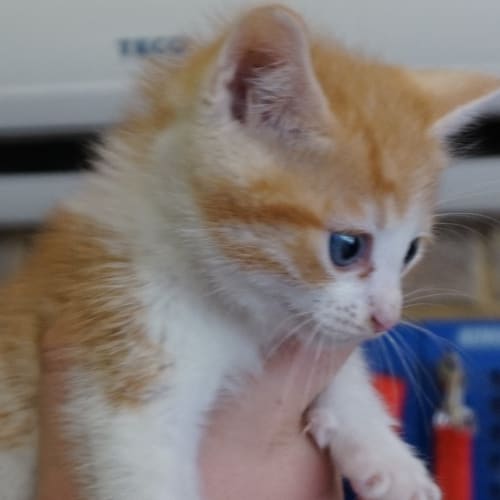 6 week old kittens