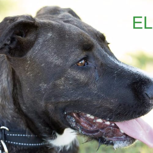 Eli