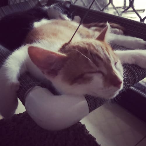 Hugo