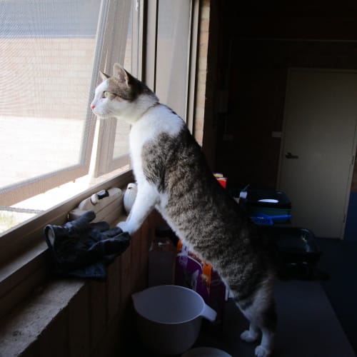 Archy 