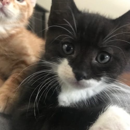 Nile (Pre-Adoption Available)