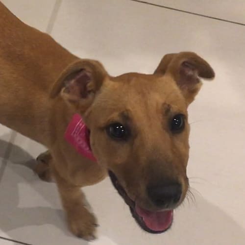 Bindi ~ staffy x puppy (on trial 13/11/2017)