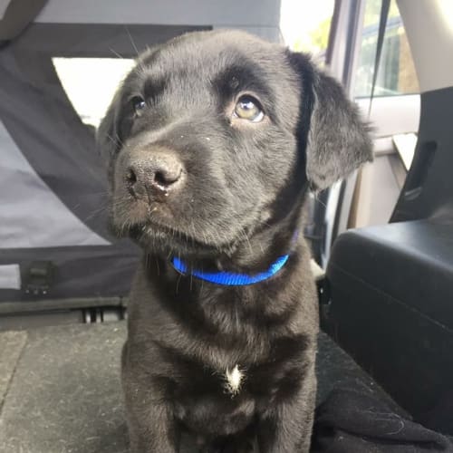 Puppy Albie DL1761