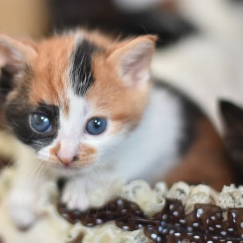 Hermione **2nd Chance Cat Rescue**