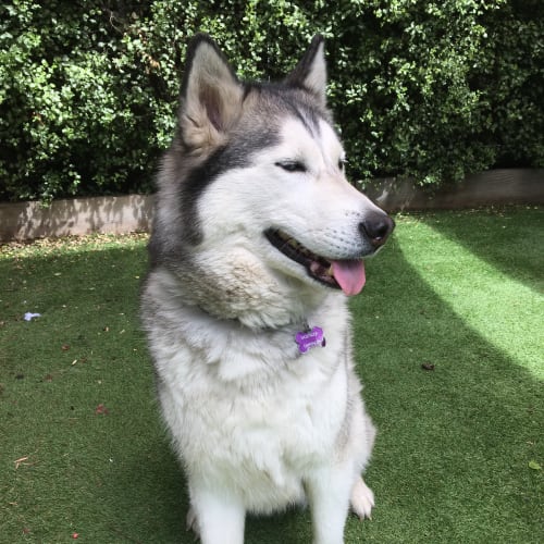 Indi