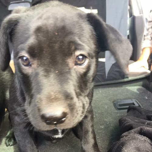 Puppy Noah DL1764