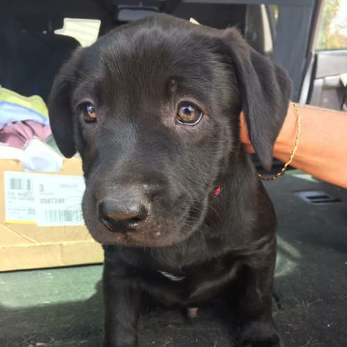Puppy Howie DL1762
