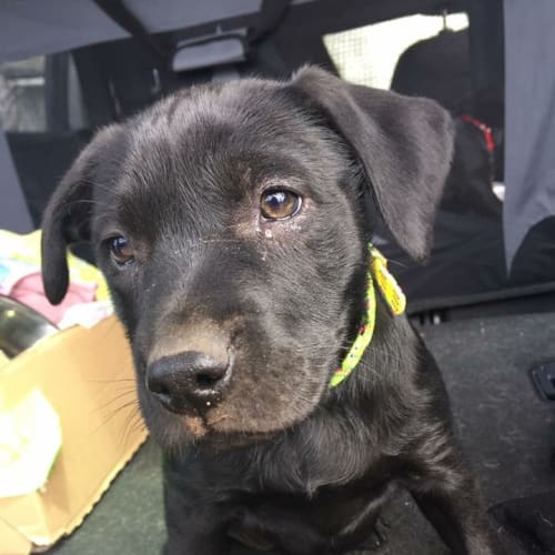 Puppy Meadow DL1759