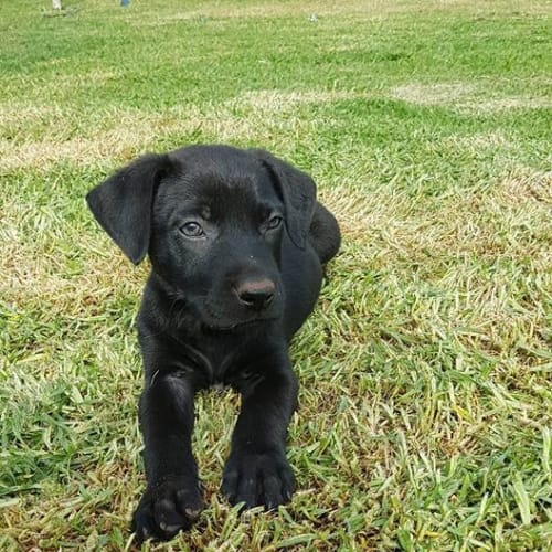 Toby